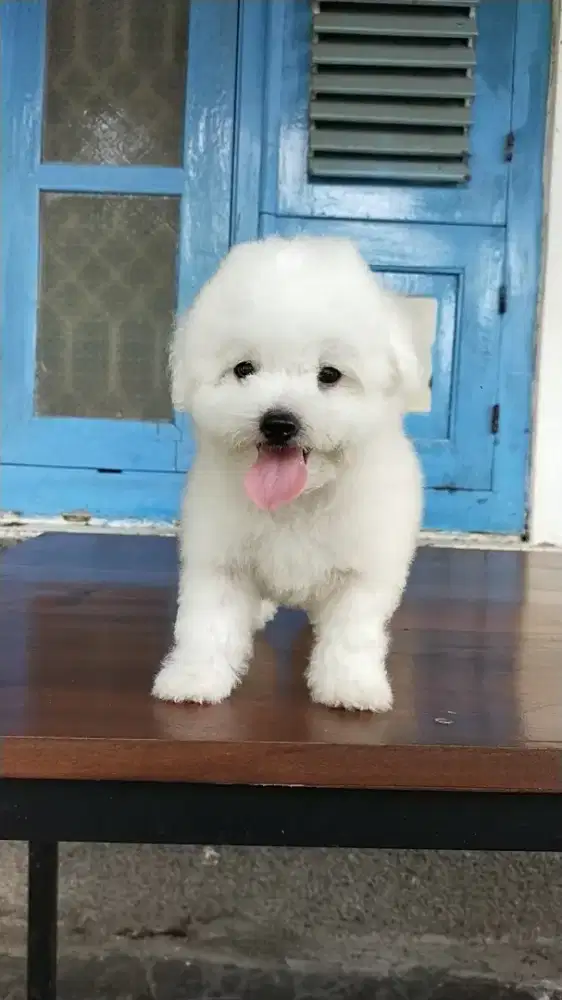 Puppy anak anjing Bichon Frise Male Jantan