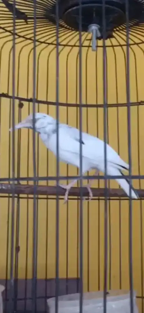 Jalak kebo blorok extreem ,asli alam ,udh rajin bunyi