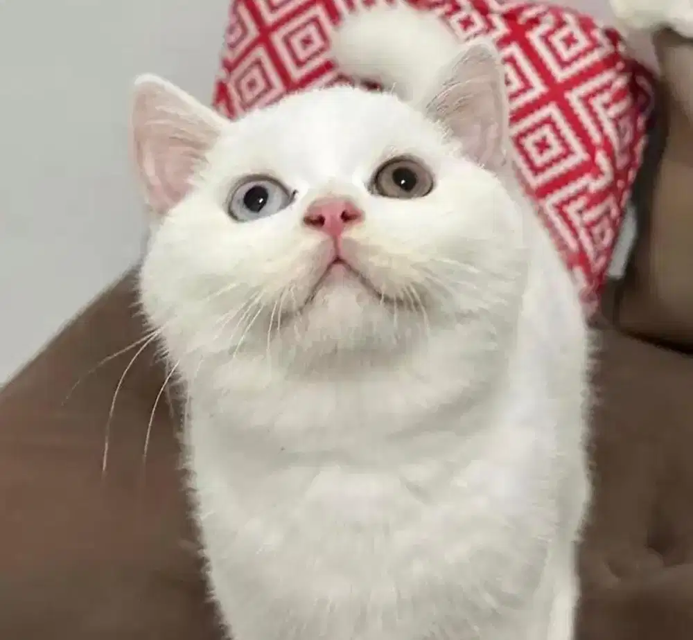 Kucing british shorthait bsh british short hait