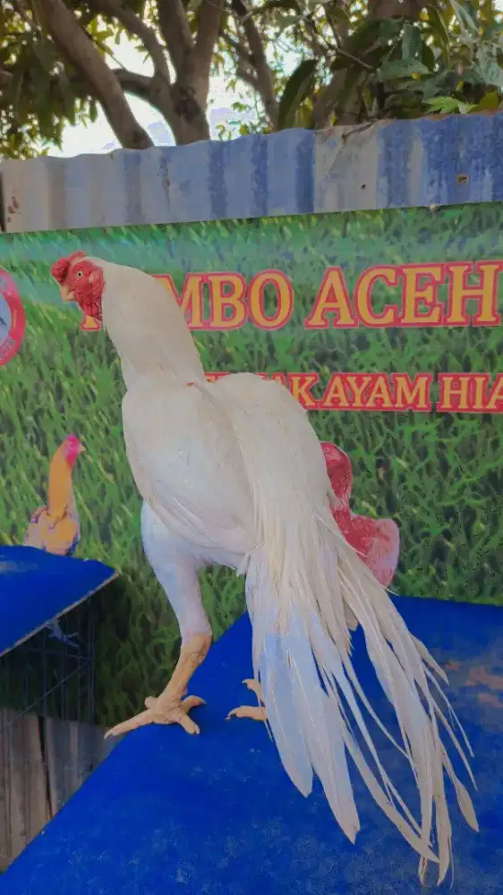 Ayam aseel parrot ori