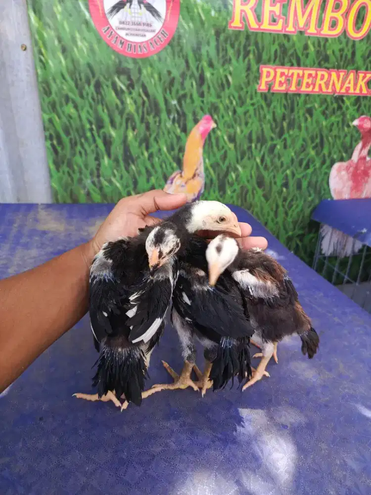 Ayam ekor lidi ori