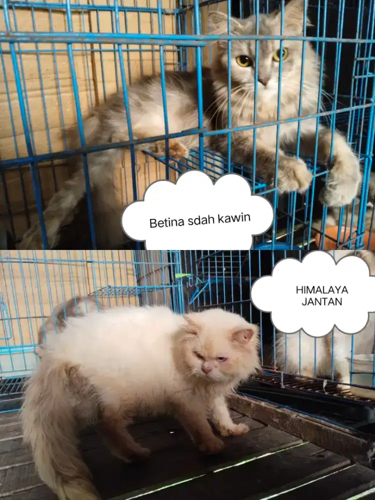 Indukan Persia betina dan Himalaya