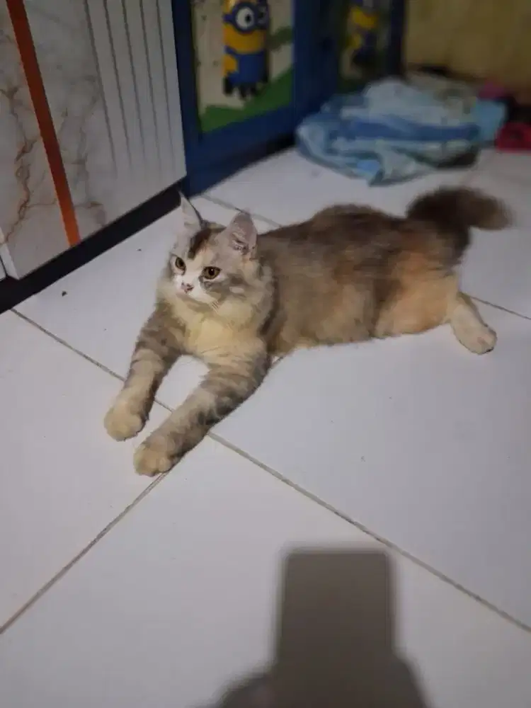 Persia betina umur 1 thnan