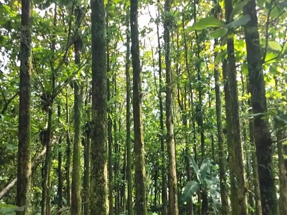 TANAH SIAP BANGUN VILLA ATAU TANAMAN BUAH BESERTA KEBON JATI Pamijahan Bogor
