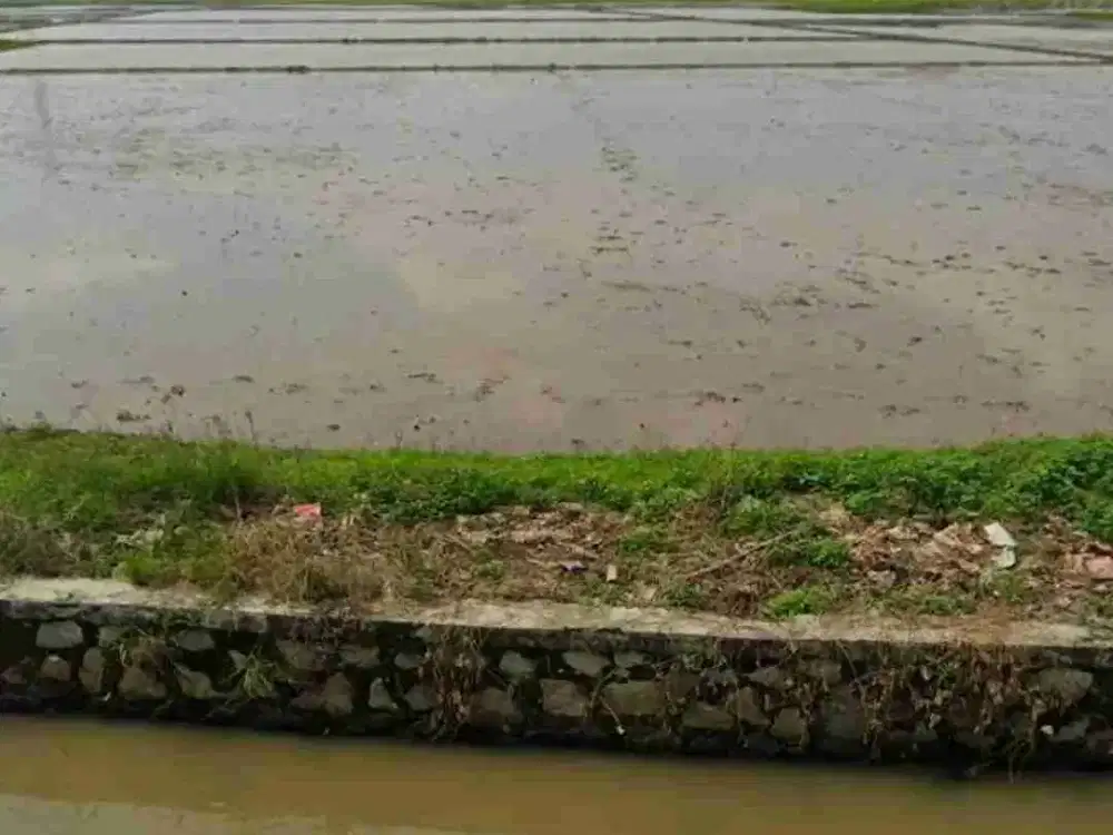 Di Jual Tanah Sawah Di Tambelang Bekasi