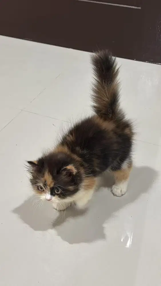 kitten persia flatnose calico