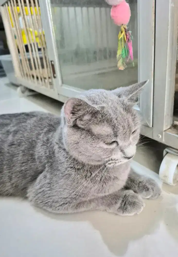 BSH Brittish Short Hair indukan