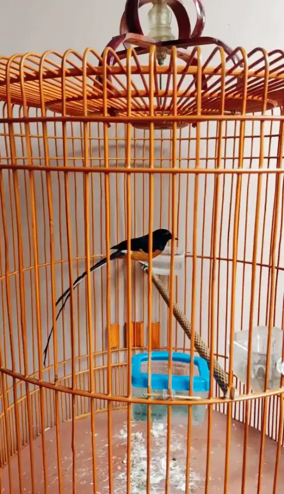 Murai Ekor Panjang 30.5cm