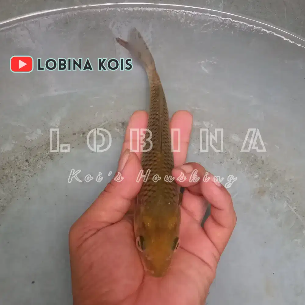 Ikan Koi Blitar Jenis Chagoi Tembaga / Lobina