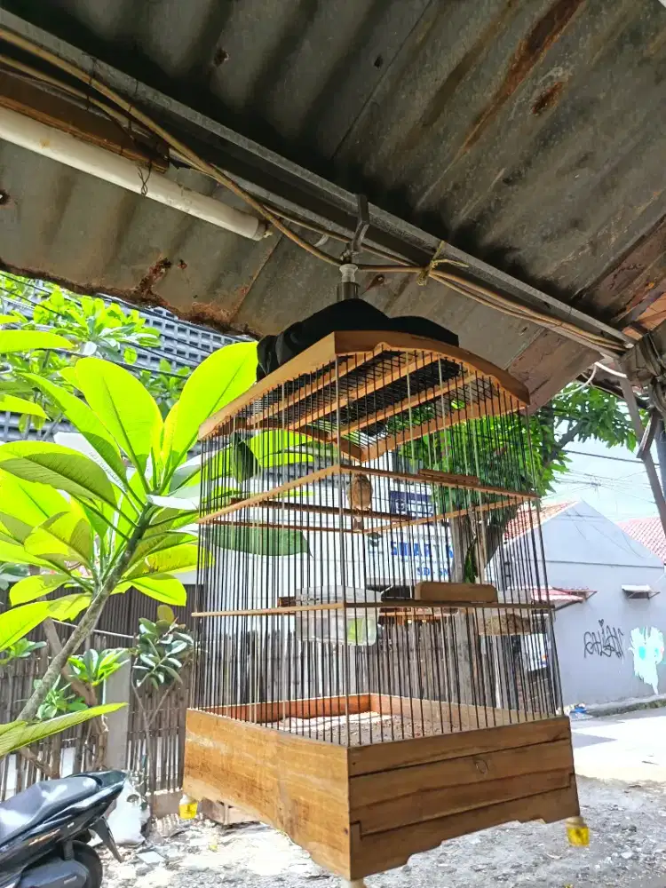 Burung blacktroat rajin
