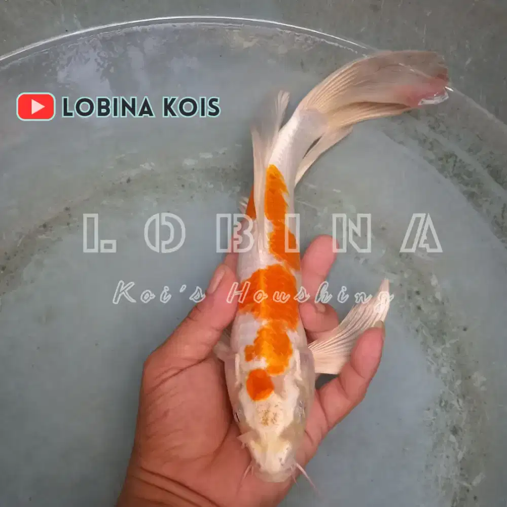 Ikan Koi Blitar Jenis Hariwake Slayer/ Lobina
