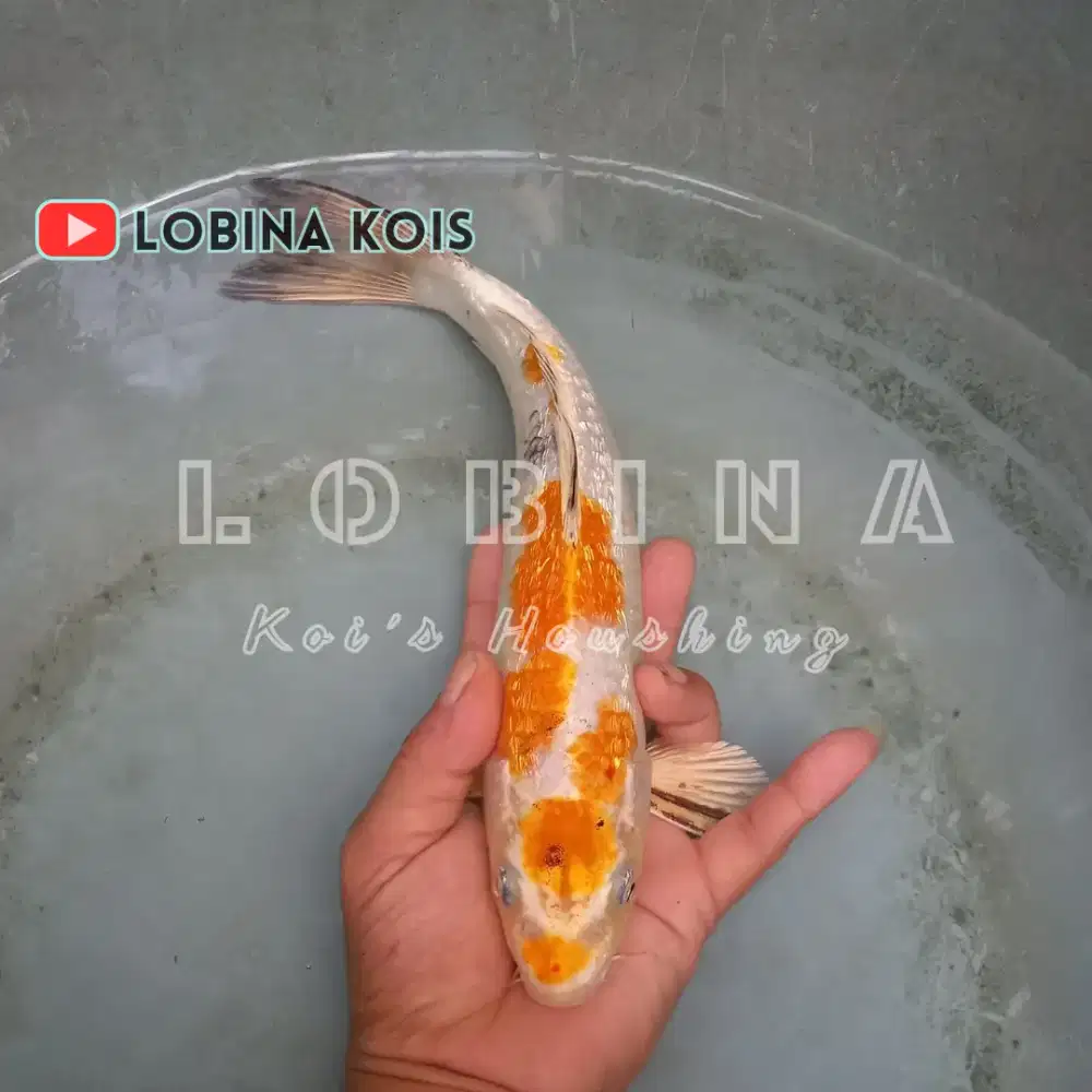 Ikan Koi Blitar Jenis Gin Hariwake/ Lobina