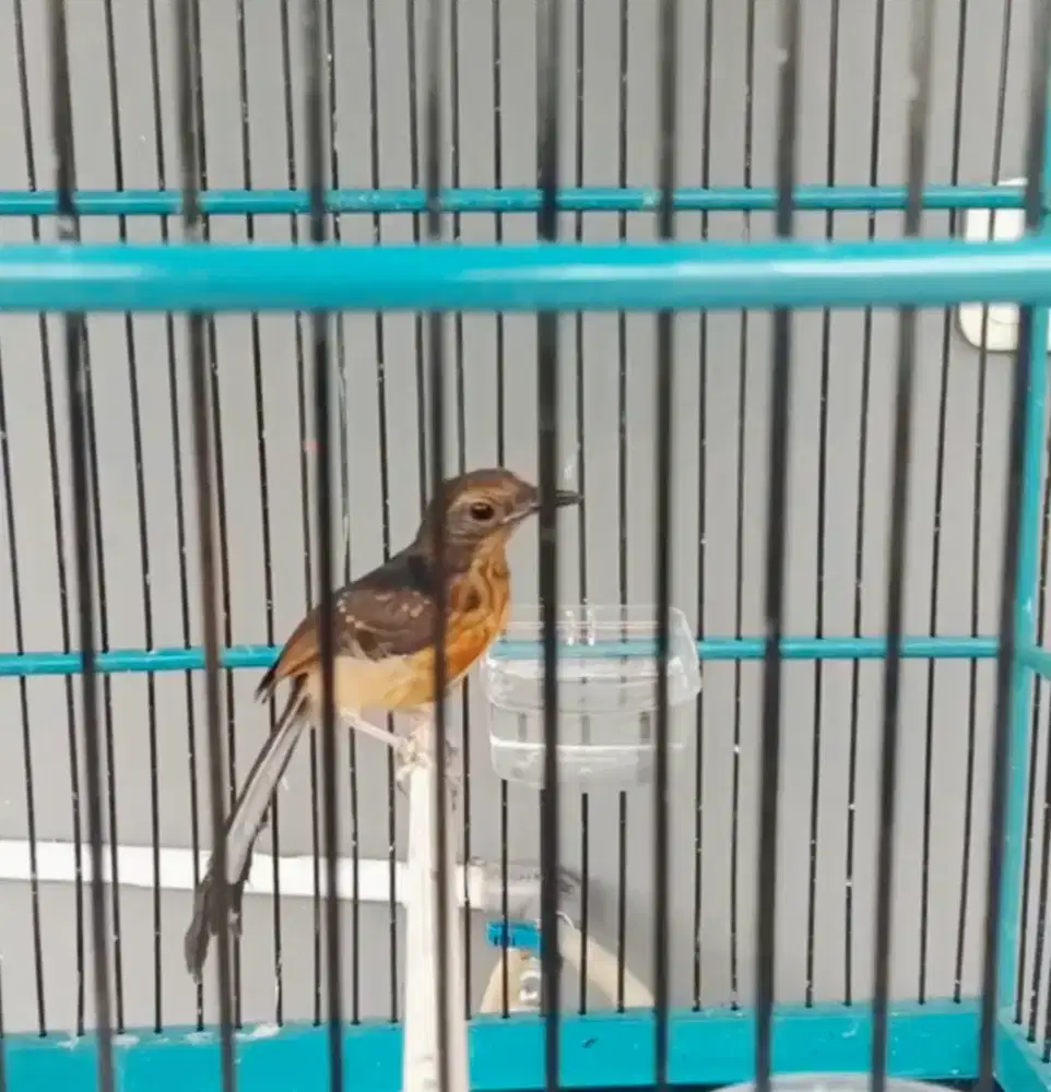 Jual trotolan mb ekor panjang