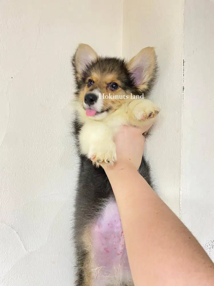 Dijual anak anjing puppy Corgi jantan \ male 3 color stambum long hair