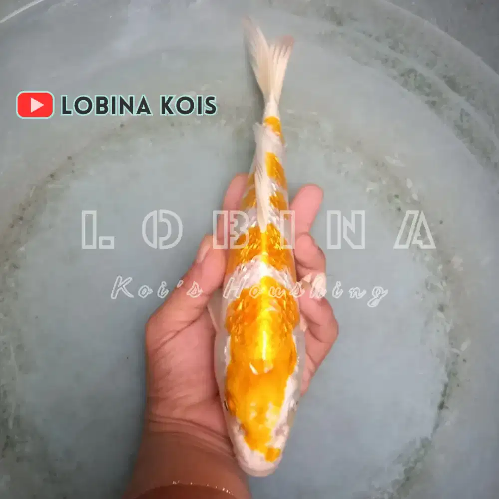 Ikan Koi Blitar Jenis Hariwake Ginrin/ Lobina