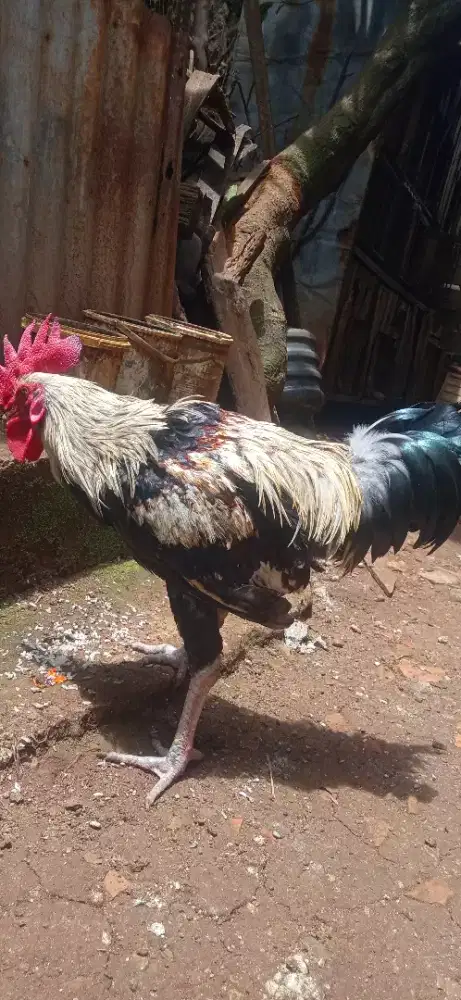 Ayam Jago Pelung