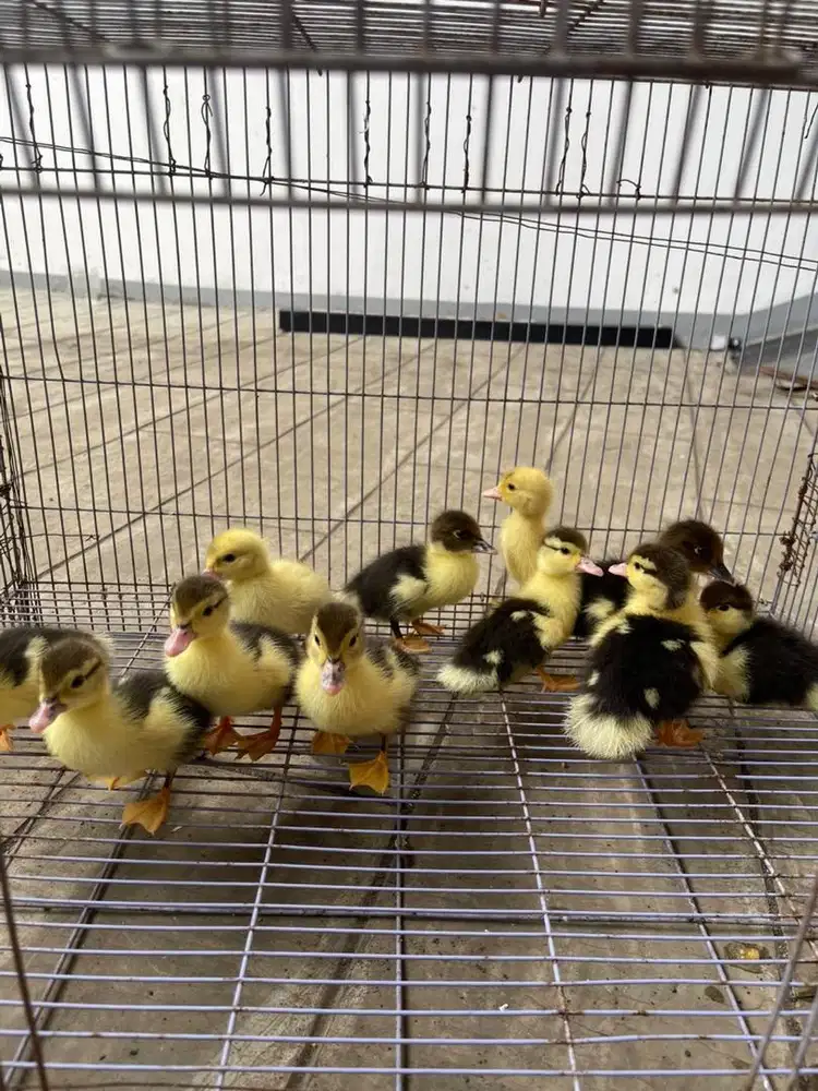 Anak bebek ketrunan bebek jumbo