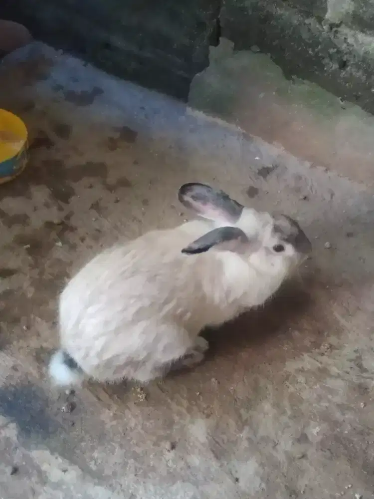 Kelinci jantan dewasa