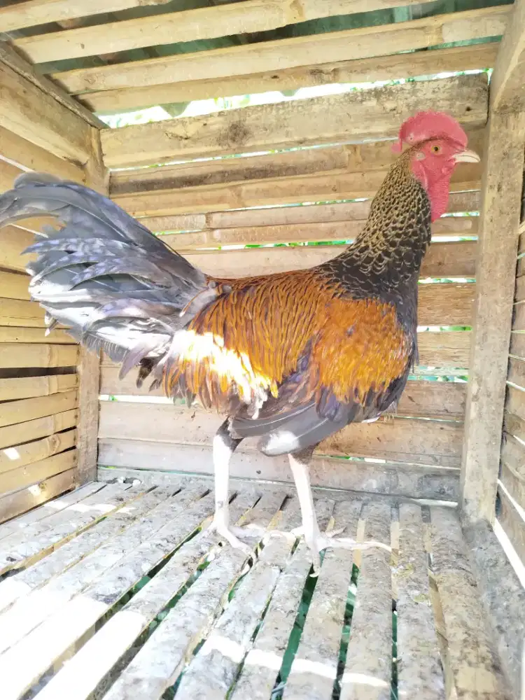 Jual ayam bekisar jali emas 8 bln rajin kokok suara bagus kota batu
