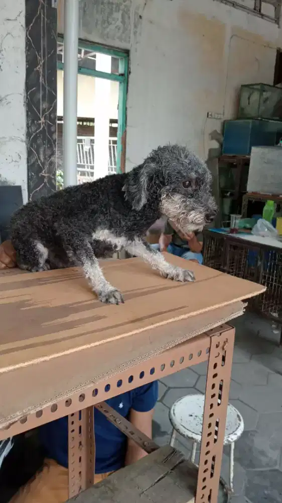 Anjing Poodle jantan