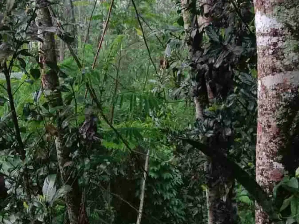 Tanah SHM MURAH di Girikerto Turi u/hunian, berkebun