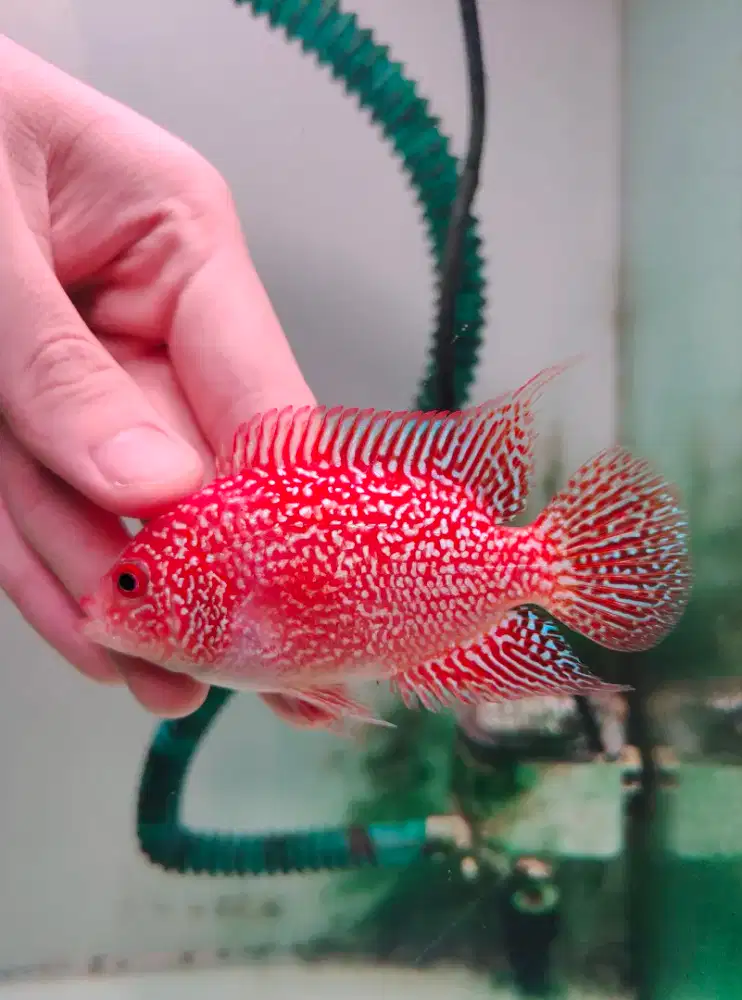 ikan lohan gb cencu 8cm ikan lohan merah goldenbase cencu ikan louhan