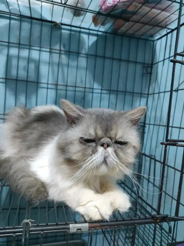 Oper Adopsi Kucing Peacknose Jantan 7 bulan