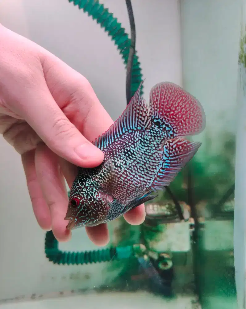 ikan lohan cencu 7cm full mutiara padat ekor lebar close ikan louhan