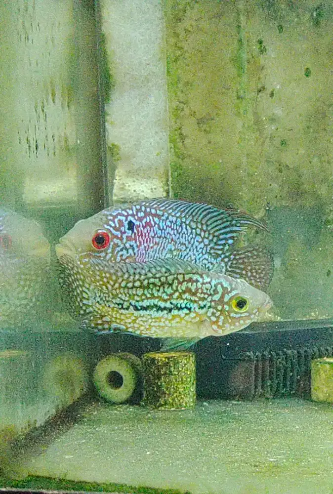 ikan louhan kamfa f2 5cm full marking warna tuton ikan louhan kamfa