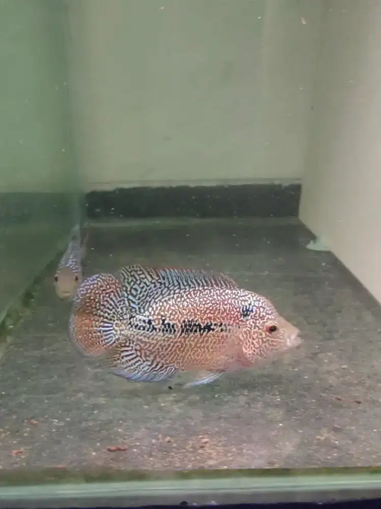 ikan louhan cencu 10cm full Marking mutiara cencu ikan louhan gen gb