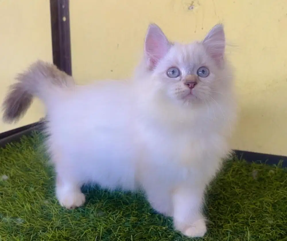 Kucing ras persia ragdol betina 3 bln mata biru