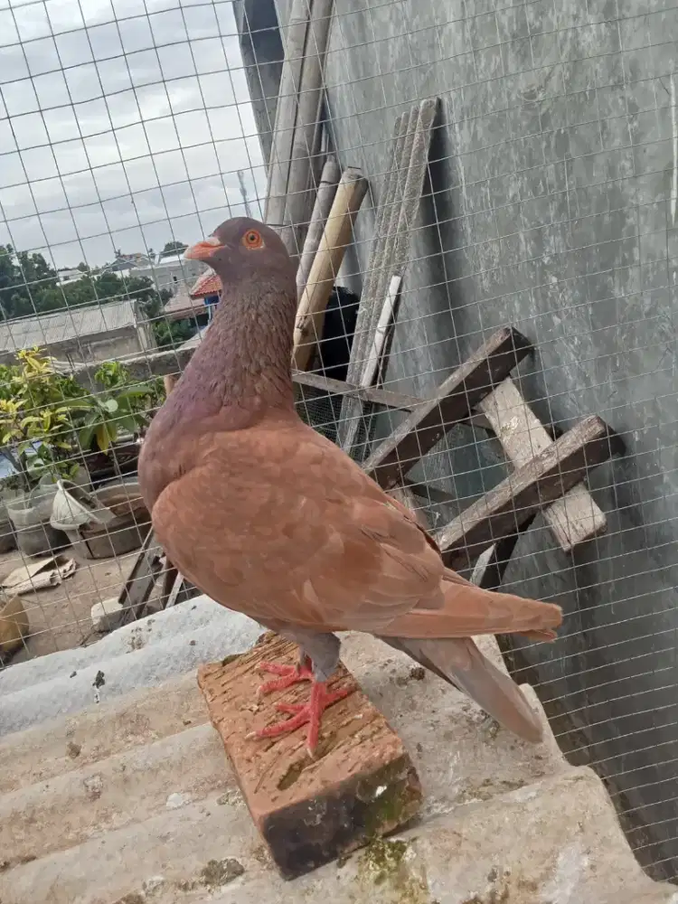 Burung dara / merpati sepasang