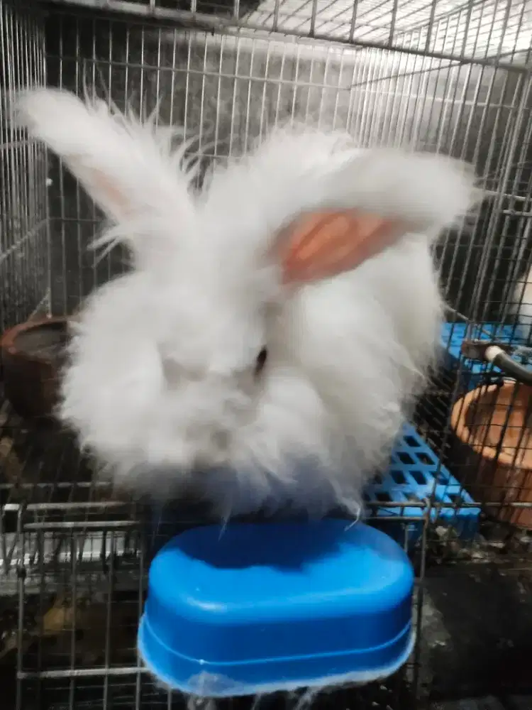 Kelinci murah anggora English dan fujilop
