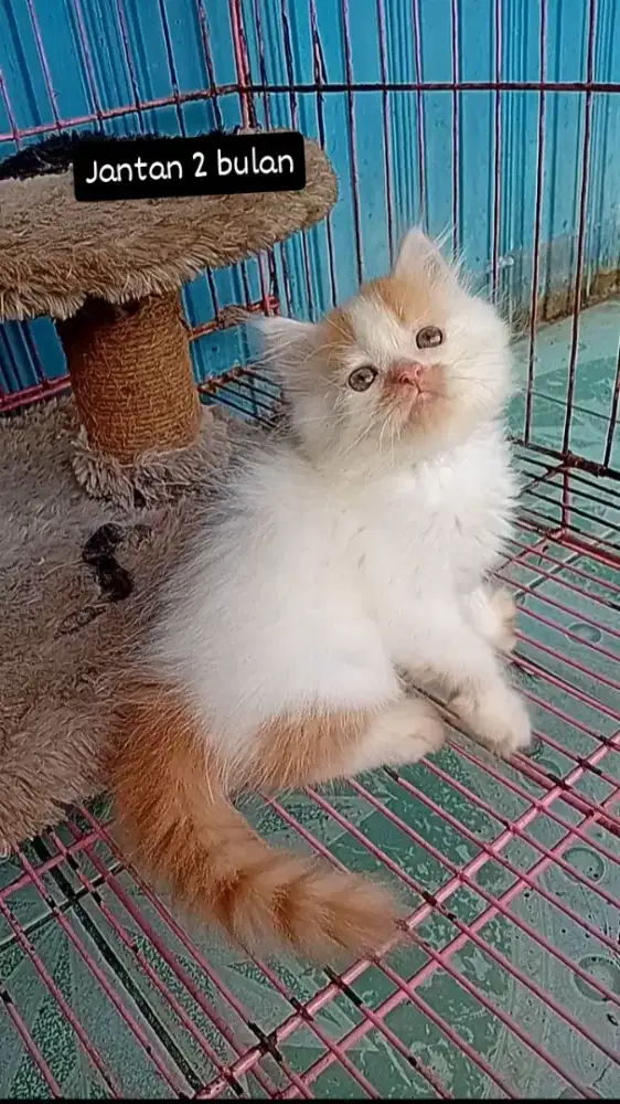 Kitten persia jantan