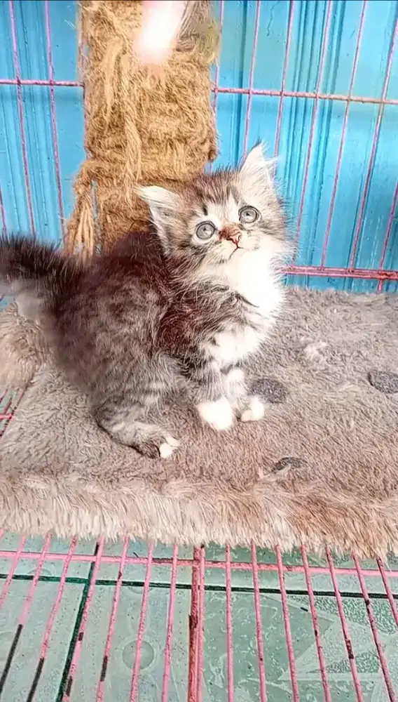 Kitten persia betina