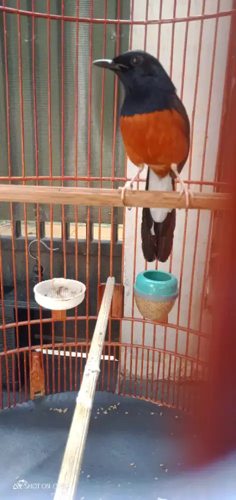 Di jual santay murai medan ternakan fullset nego jadi