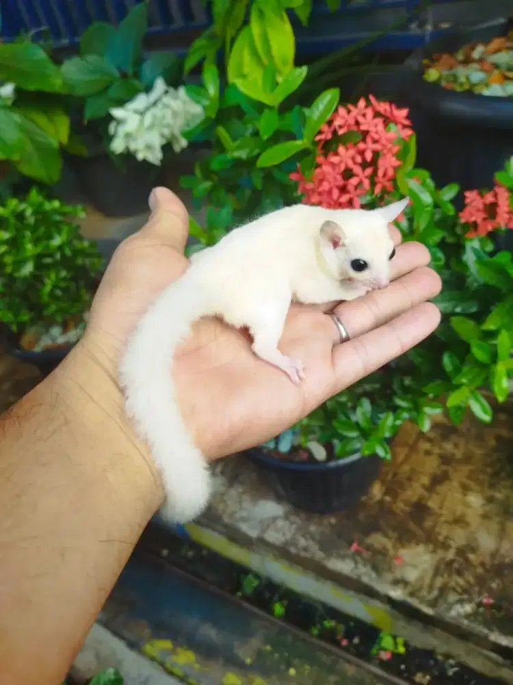 Sugar Glider leucistic jatan