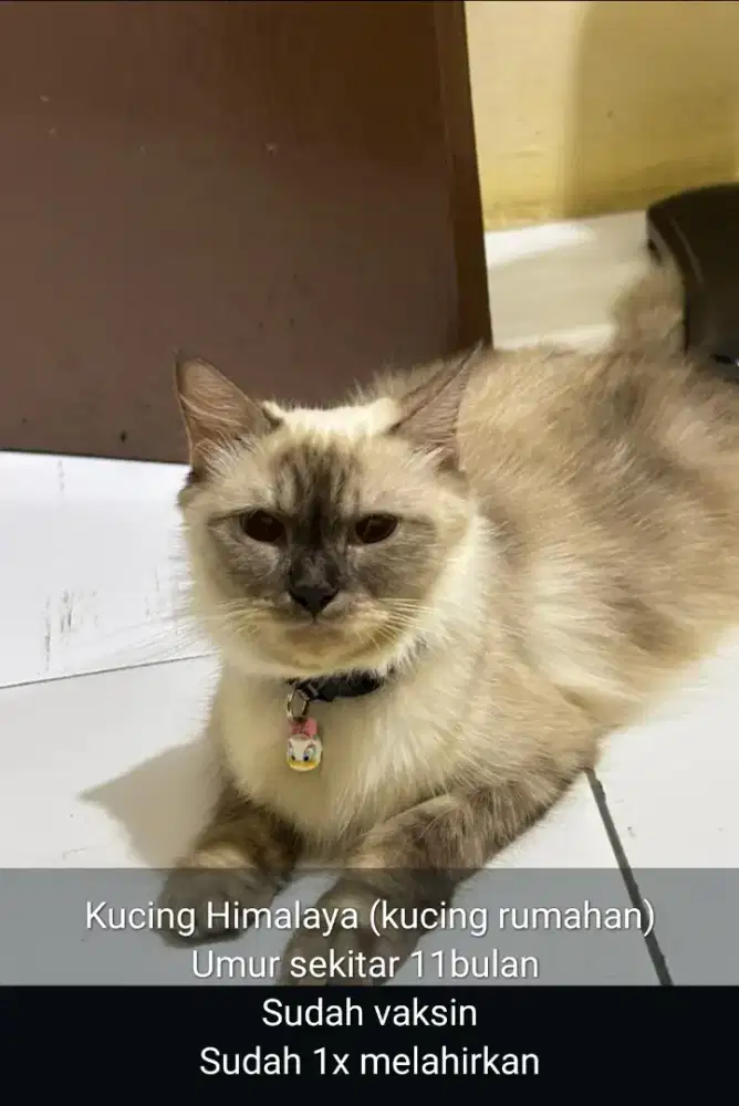 Kucing Persia Himalaya
