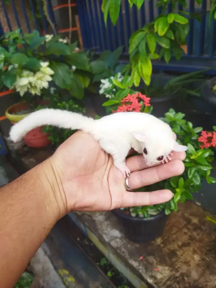 Sugar Glider ruby leu betina