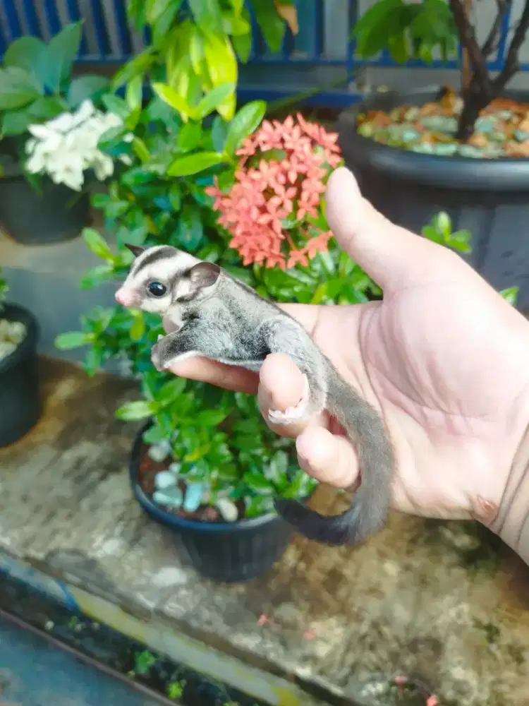 Sugar Glider Classic grey jatan