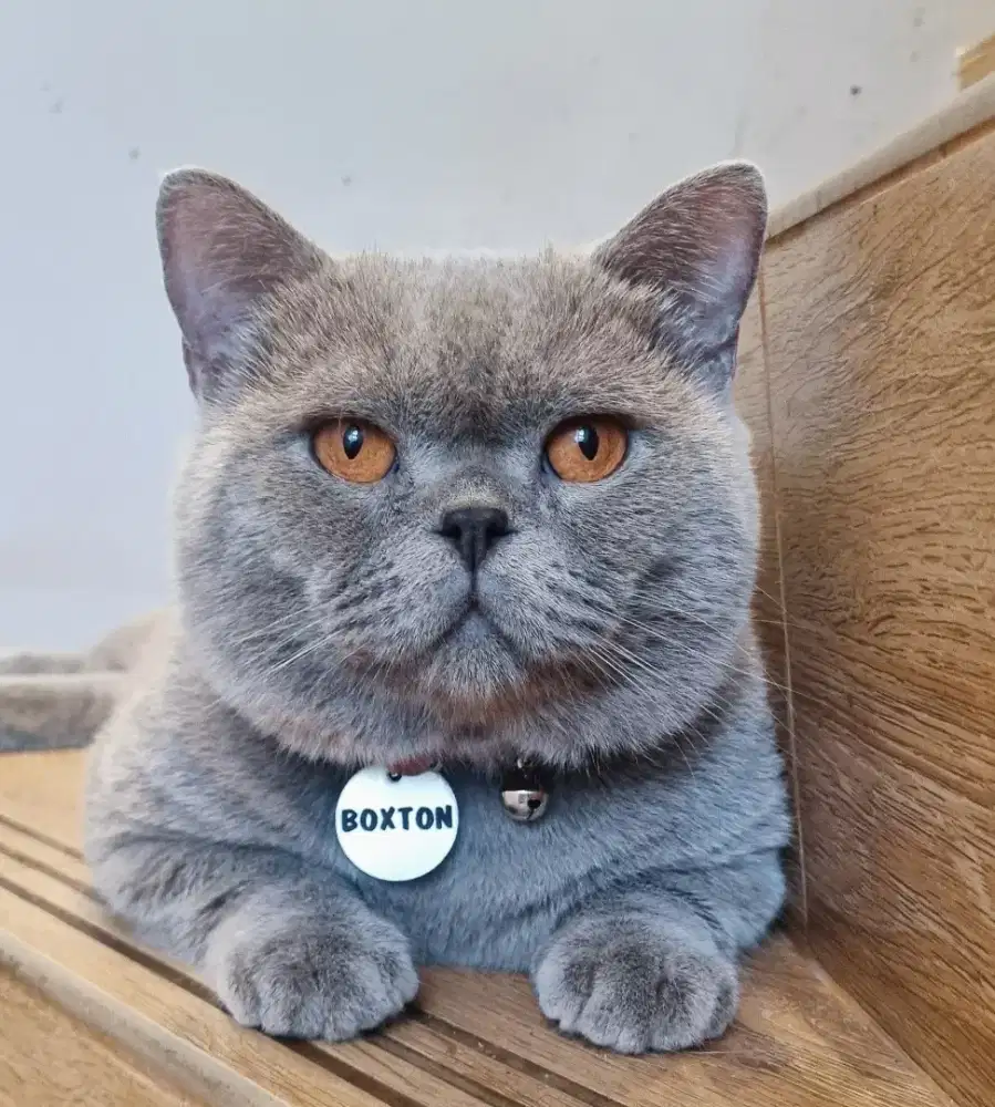 JASA PACAK KUCING BRITISH SHORTHAIR BSH JANTAN  BLIIDLINE IMPOR (ASLI)