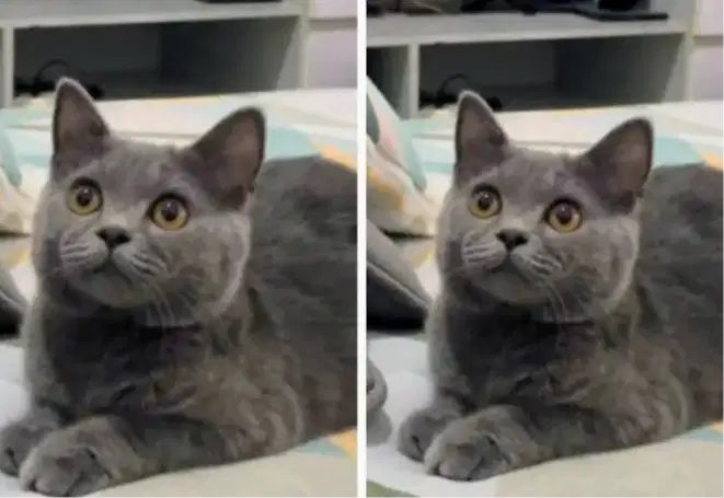 Kucing kitten British shorthair Betina super cantik