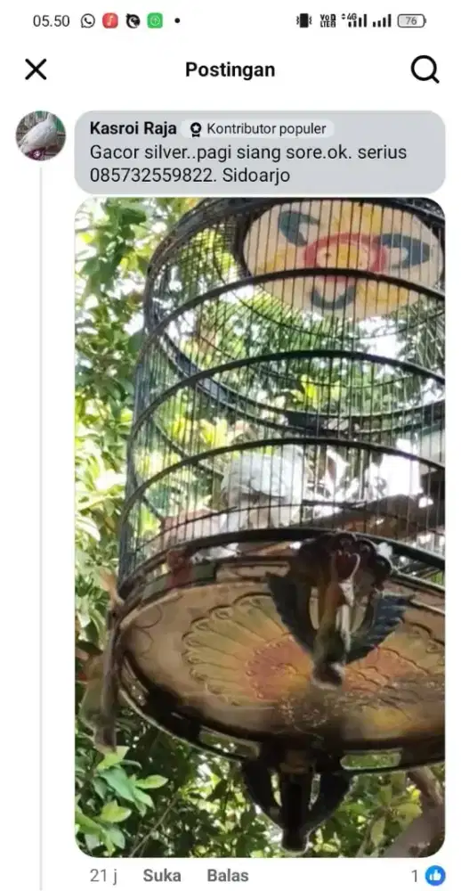 Burung perkutut silver.