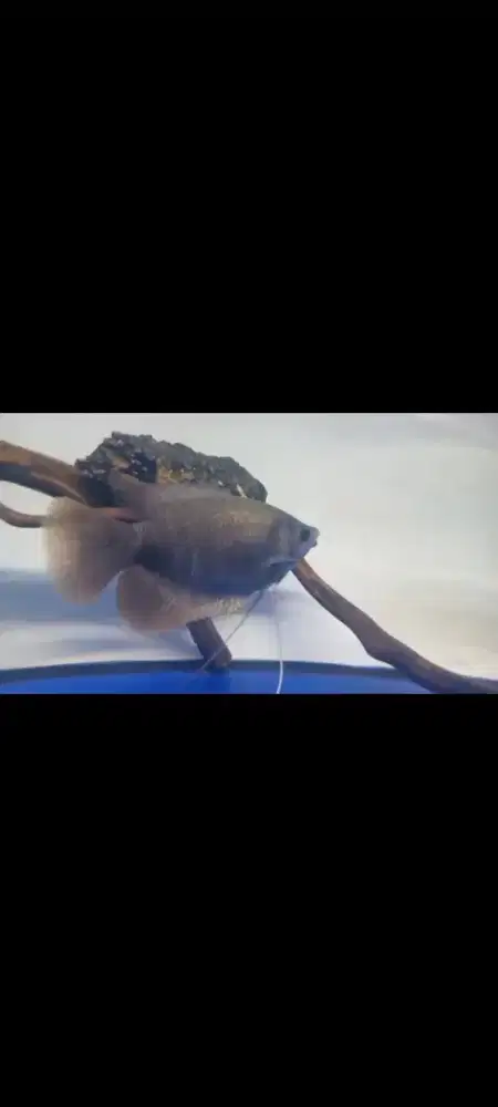 Gurame sabah merah hitam