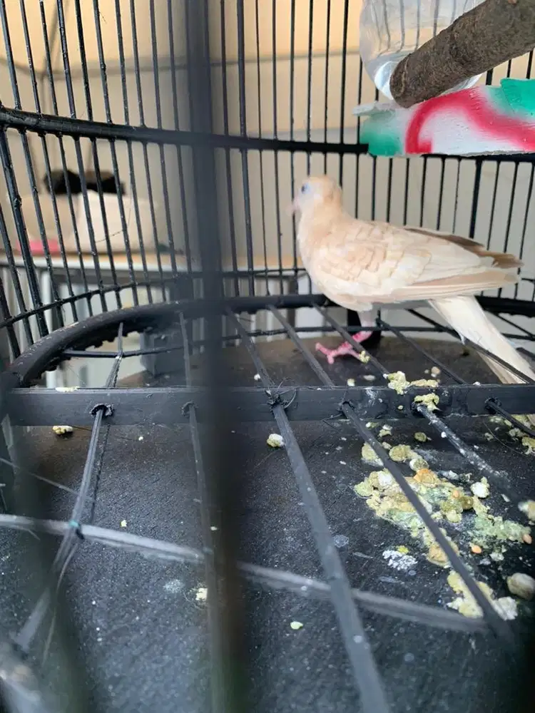 Perkutut udan mas jantan