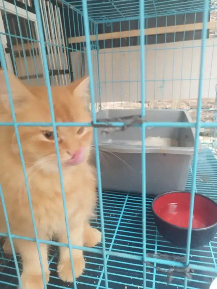 Kucing jantan usia di atas 1 tahun baru belajar kawin jual murah aja