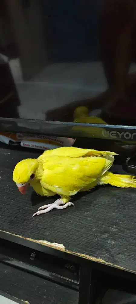 Indian ringneck lutino