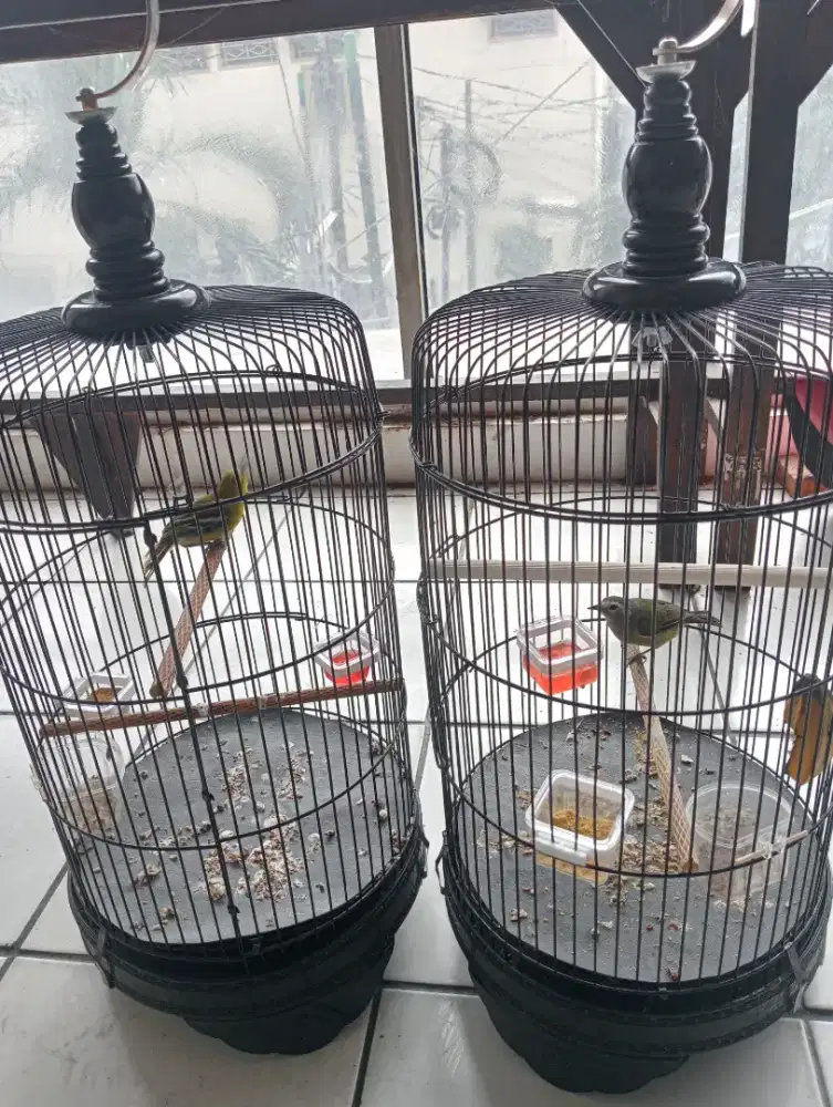 Burung cipo dan opyor