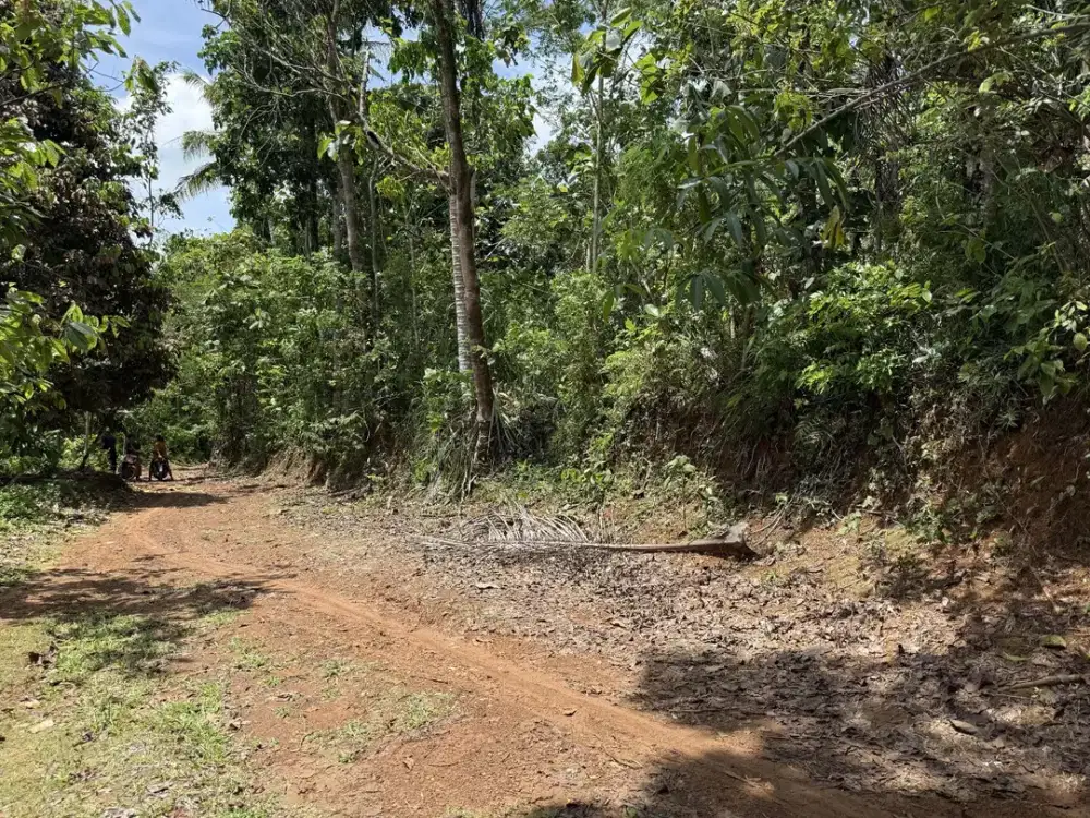 Jual Tanah Murah di Cisaga Ciamis, Harga 48000 permeter Nempel Jalan