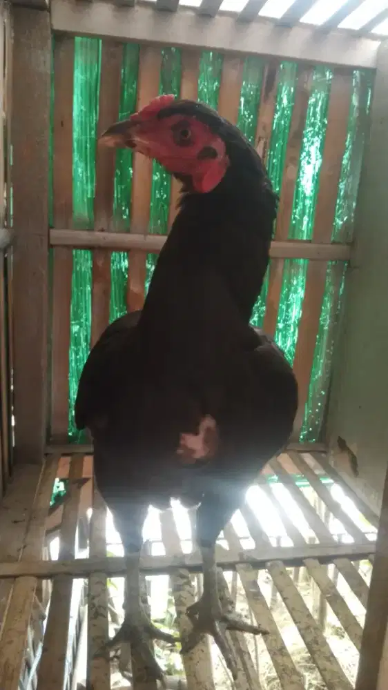 Ayam betina biangan Birma telor ijo